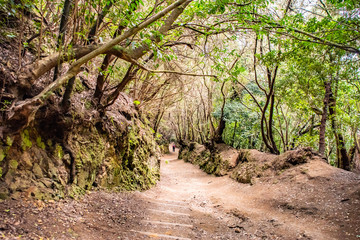 Naklejka na ściany i meble Anaga Rural Park - ancient rainforest on Tenerife, Canary Islands. Beautiful forest on a sunny day. Hiking trail.