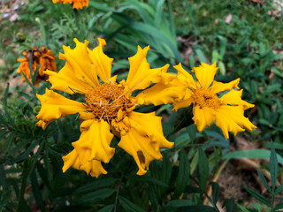 Closeup of beautiful orange with red Marigold flower (Tagetes erecta, Mexican, Aztec or African marigold) in the garden. Macro of flower bed sunny day. Tagetes background or card.