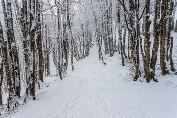 Snow in Campigna, Neve in Campigna, winter, inverno, appennino, Italia, Italy, CAI