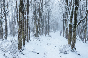 Snow in Campigna, Neve in Campigna, winter, inverno, appennino, Italia, Italy, CAI