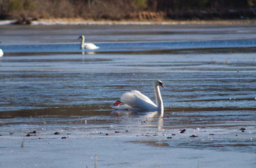swan on lake