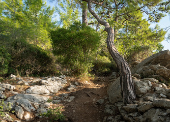 Fototapeta premium tree in forest