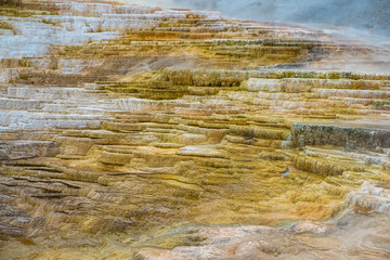 Minerva Terrace, Yellowstone National Park, Wyoming, USA