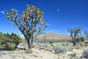 Joshua tree growing on Mojave desert, Arizona.