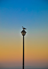 Eine Möwe sitzt bei Sonnenuntergang auf einer Laterne