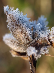 Eiskristalle, ice crystals, winter, Raureif, makro