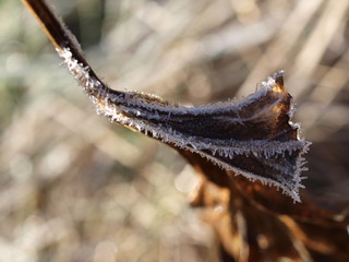 Blatt, leaf, frost, Raureif, winter, makro, close up