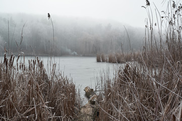 Obraz premium frozen reeds near the water in winter, during a fog covered with frost in cloudy weather
