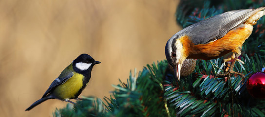 Meeting the great tit and nuthatch on the Christmas tree....