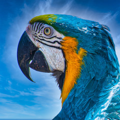 Blue Macaw with Blue Sky