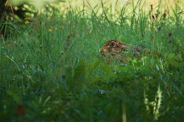 Hare in the grass