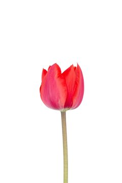 red Tulip flower Bud isolated on white background