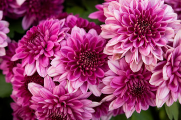 close up pink autumnal chrysanthemum background