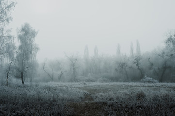 gloomy winter forest during fog covered with frost in cloudy weather