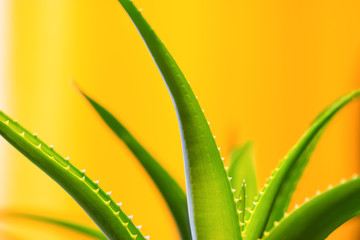 Green aloe vera leaves on yellow blurred background with space for text. Macro close-up view indoor