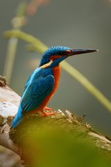 Kingfisher