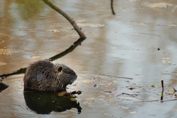 Nutria