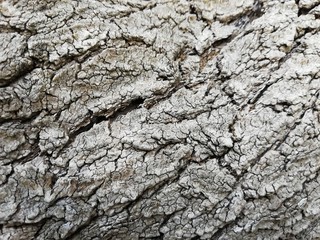 Tree Bark
