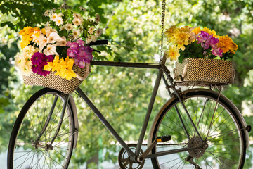 Fototapeta na wymiar Multicolored fresh flower bouquets in baskets on metallic bicycle hanging with metallic chain against tree backdrop on sunny day at garden