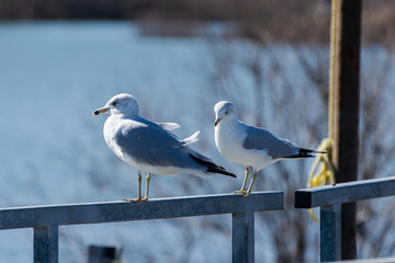 Pair or Ring Billed Gulls standing on dock rail