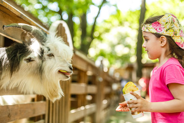 cute little kid feeding a goat at farm