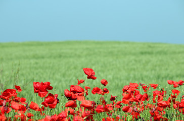 poppies flowers and  blue sky in spring landscape