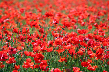 red poppies flower meadow in spring landscape