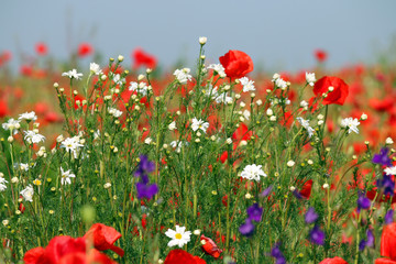 wildflower meadow in spring season landscape