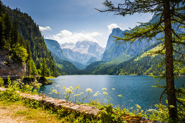 Gosausee lake and tree with Dachstein behind - obrazy, fototapety, plakaty