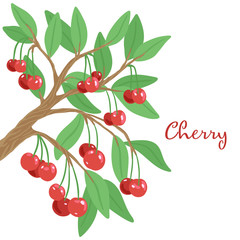 Branch of wild cherry with berries. Fruit tree. Vector illustration