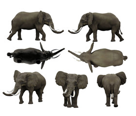 Multiple angle views of elephant with 7 different view isolated white background 3d rendering