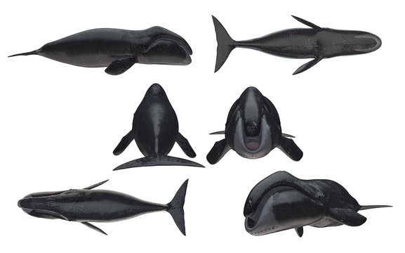 Multiple angle views of bowhead whale with 6 different view isolated white background 3d rendering