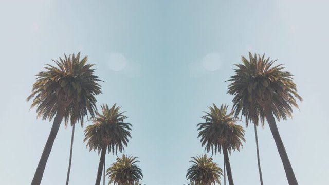 Palm Tree Background Loop. Looking up at palm trees against a clear, blue sky. Seamless loop. Location: Beverly Hills, Los Angeles, California. 