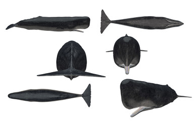 Multiple angle views of cachalot sperm whale with 6 different view isolated white background 3d rendering