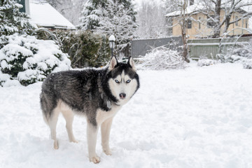 Black and white Siberian husky with blue eyes in winter yard. Husky dog looking at the camera standing on snow, winter day