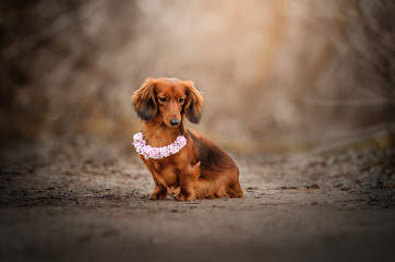 long-haired dachshund dog beautiful portrait autumn walk magic light