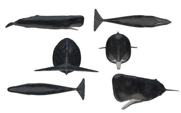 Multiple Angle Views Of Cachalot Sperm Whale With 6 Different View Isolated White Background 3d Rendering