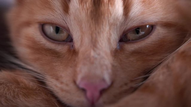 Sleppy Cat Close Up Shot. UHD Slow Motion