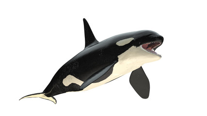Isolated killer whale orca open mouth left diagonal view on white background cutout ready 3d rendering © bekirevren