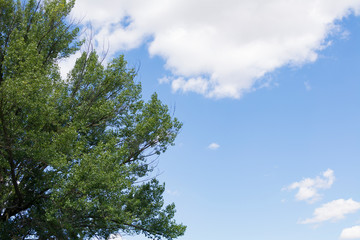 Blue sky with clouds and leaves and branches of a tree on the left margin