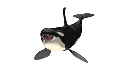 Isolated killer whale orca open mouth front side view on white background cutout ready 3d rendering - obrazy, fototapety, plakaty