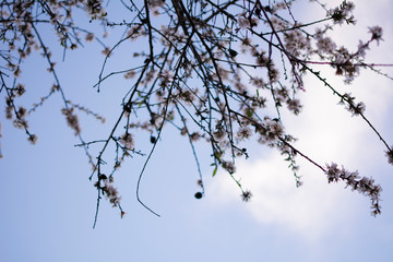 Branches of an almond tree with its beautiful white flowers blooming in spring, and the blue sky with the sunlight.