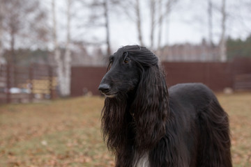 Cute afghan hound is standing in the autumn park. Eastern greyhound or persian greyhound. Pet animals.