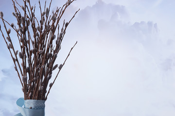pussy-willow willow / branches bloom, spring concept, Easter holiday, background