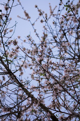 Branches with white flowers of an almond tree blooming in spring.