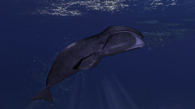 Bowhead Artic Whale Is Close To Ocean Surface Chasing After Fish School 3d Rendering