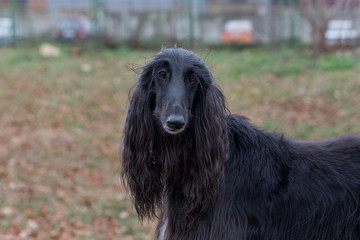 Portrait of cute afghan hound. In the autumn park. Eastern greyhound or persian greyhound. Pet...