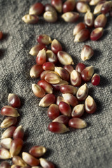 Raw Dry Organic Purple Popcorn