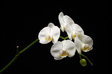 Naklejka na ściany i meble White orchid phalaenopsis flower, isolated on a black background