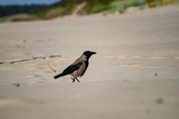 Vogel am Strand